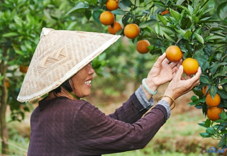 Refractometer for Agriculture